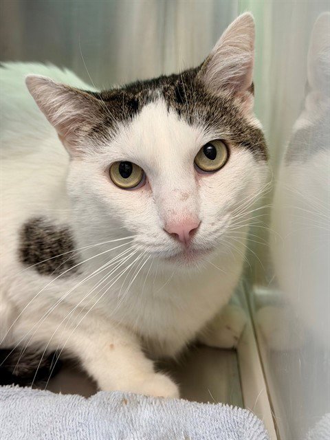 *RENO - Domestic Short Hair available for adoption