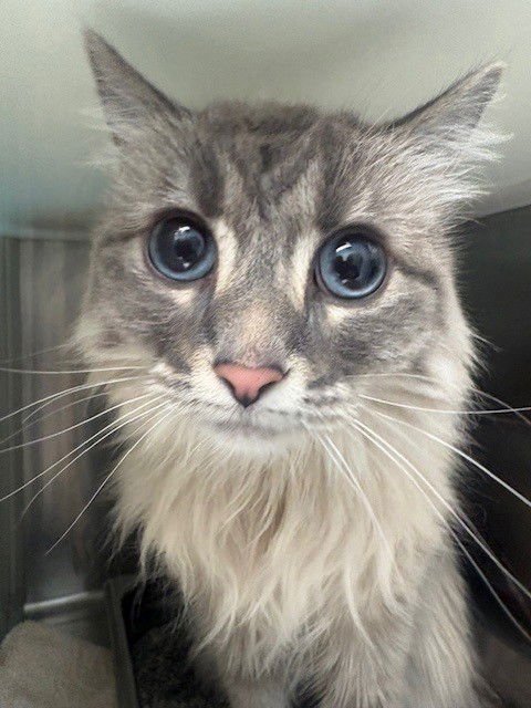 CACTUS - Domestic Short Hair available for adoption