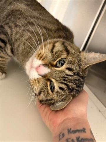 THEO - Domestic Short Hair available for adoption