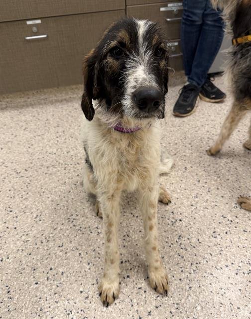 *JOVIE - Poodle (Standard) / Bloodhound available for adoption