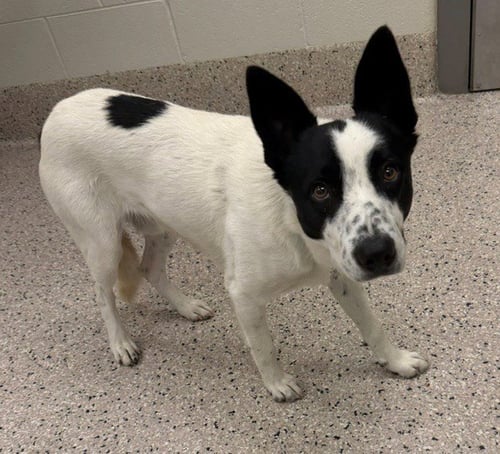 *FOXTON - Australian Cattle Dog/Blue Heeler available for adoption