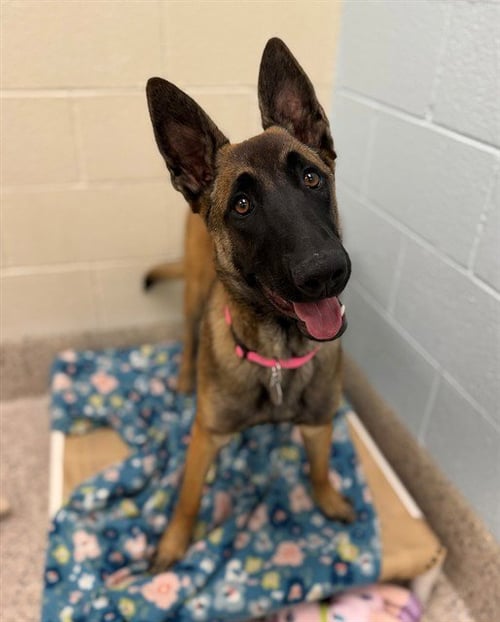 *ASIA - Belgian Shepherd Malinois available for adoption