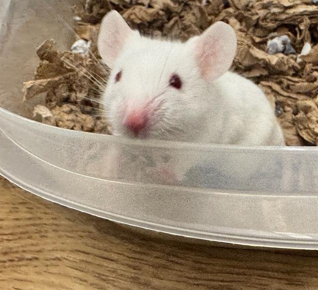 SNOWBALL - Mouse available for adoption