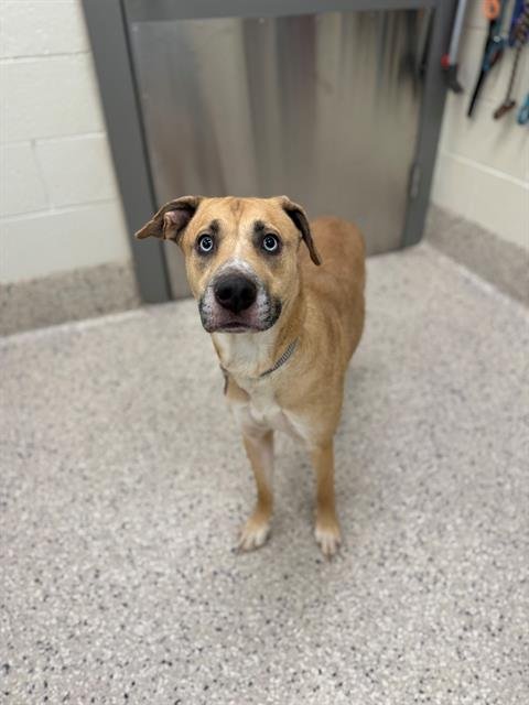 ARCTIC - Siberian Husky / Labrador Retriever available for adoption