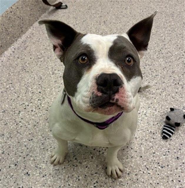 DAISY - Pit Bull Terrier available for adoption