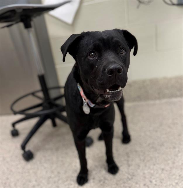 CICI - Rottweiler available for adoption