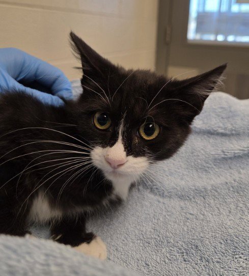 *BIANCA - Domestic Short Hair available for adoption