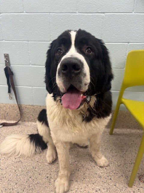 CASH - Newfoundland Dog / Great Pyrenees available for adoption