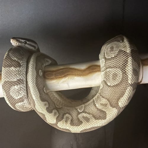 RONALD MCDONALD - Snake available for adoption