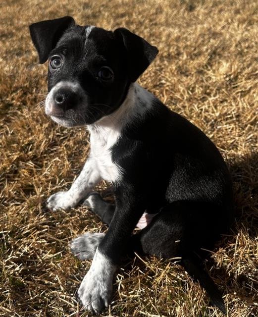 *COSMO - Chihuahua available for adoption