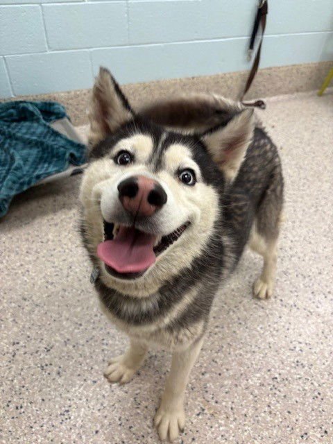*TED - Siberian Husky available for adoption