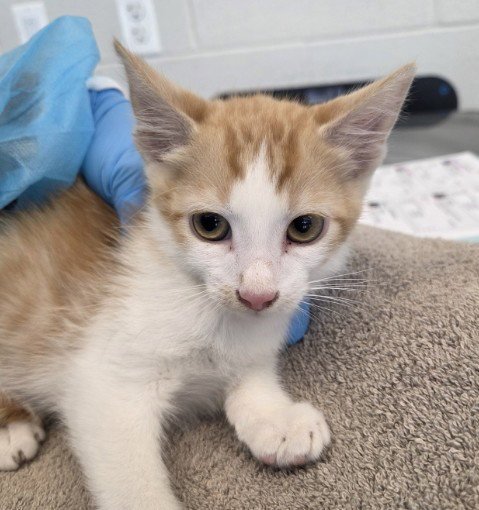*CHARM - Domestic Medium Hair available for adoption