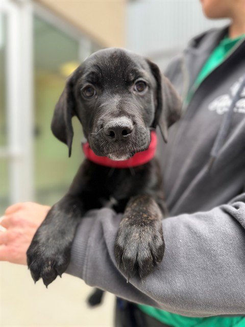 *GUAVA - Labrador Retriever available for adoption