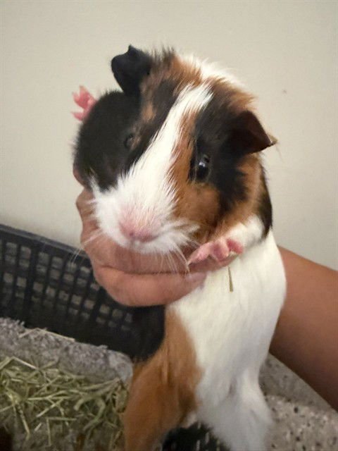 *PO - Guinea Pig available for adoption