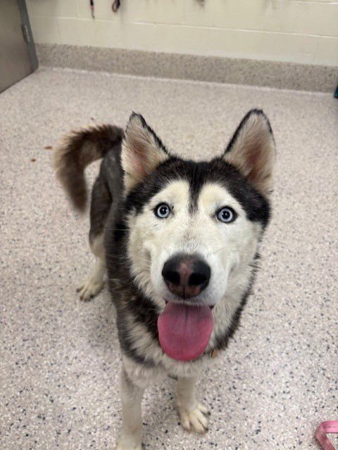 *BILL - Siberian Husky available for adoption