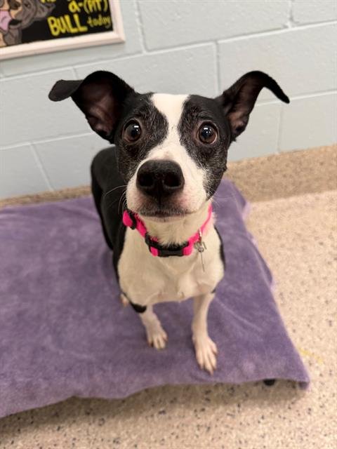 MOOMOO - Terrier / Chihuahua available for adoption