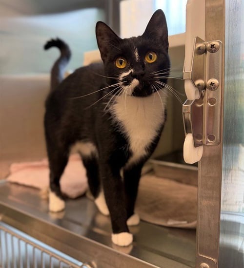 *ANNELISA - Domestic Short Hair available for adoption