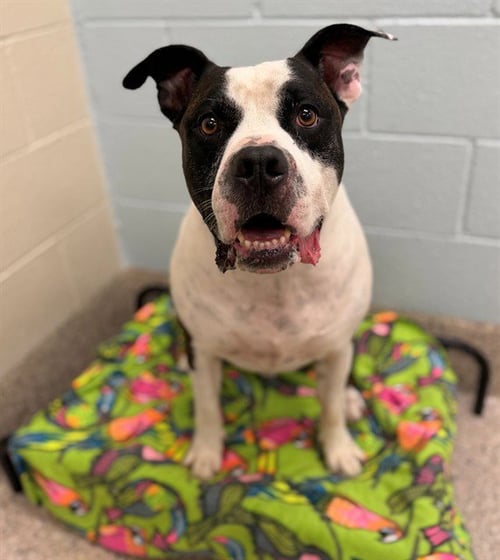 SAL - Pit Bull Terrier available for adoption