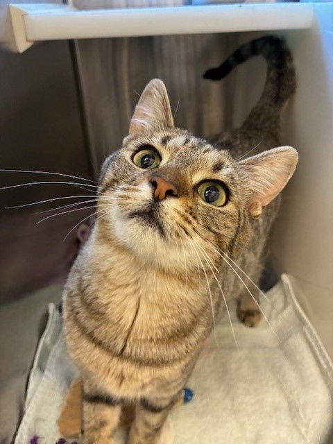 *JOSIE - Domestic Short Hair available for adoption