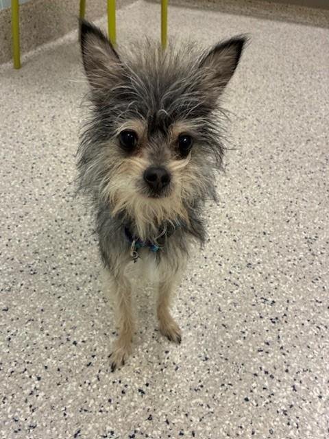 *MISO - Terrier available for adoption