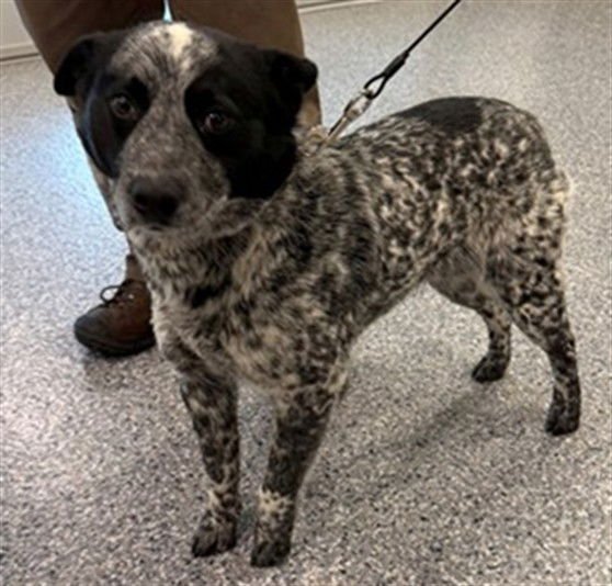 *QUART - Queensland Heeler available for adoption
