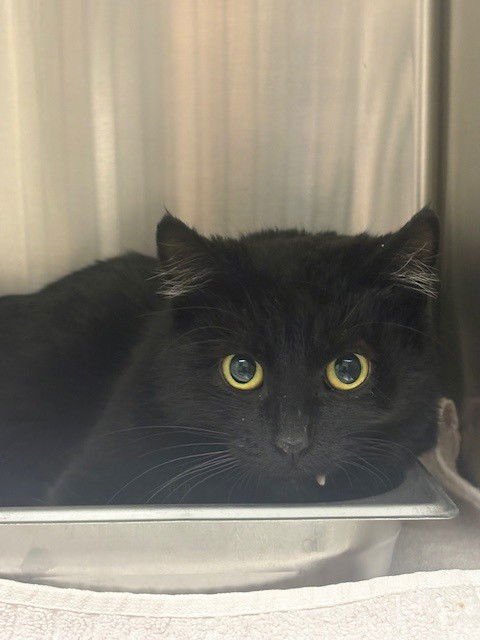 *AVERY - Domestic Medium Hair available for adoption