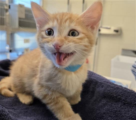 *FABLE - Domestic Short Hair available for adoption