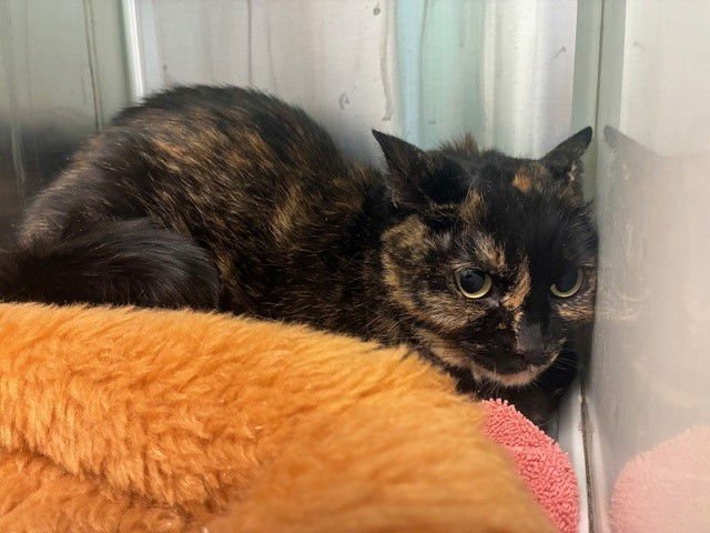 SNICKERS - Domestic Short Hair available for adoption