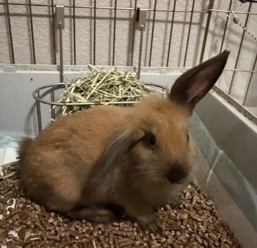 *MING MING - Shorthaired Rabbit available for adoption