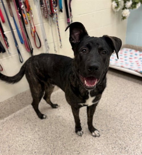OSO - Dutch Shepherd available for adoption