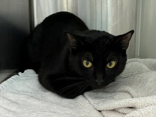 *ZINNIA - Domestic Short Hair for adoption in Thornton