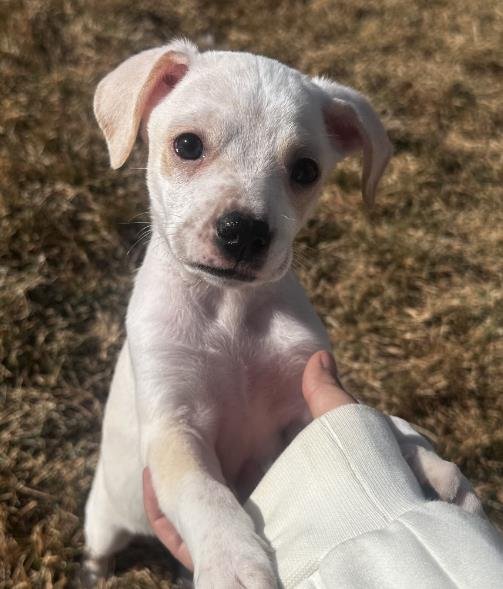 *APOLLO - Chihuahua available for adoption