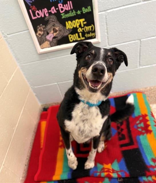BERKELEY - Labrador Retriever available for adoption