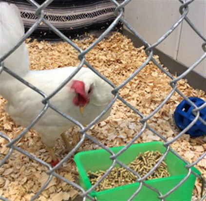 *SPONGE - Chicken available for adoption