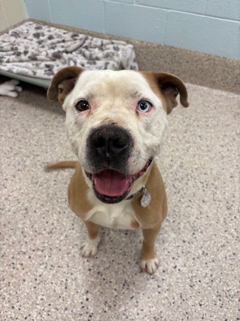 *MARCO - Pit Bull Terrier available for adoption