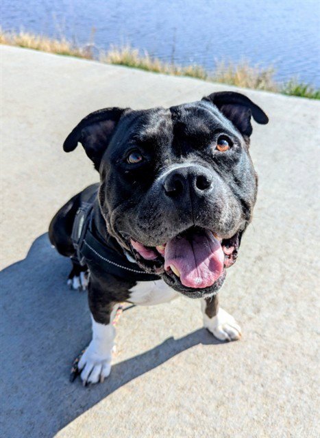 *ROSWELL - Pit Bull Terrier available for adoption