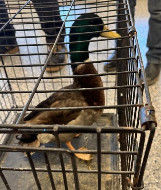 DUKE - Duck available for adoption