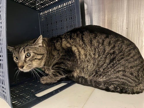 TWIN - Domestic Short Hair for adoption in Thornton