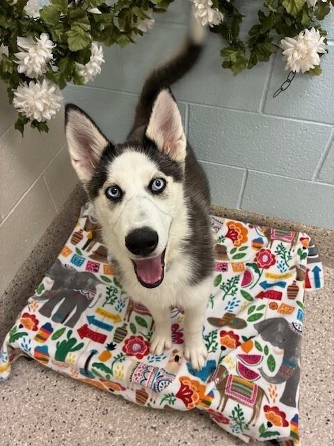*ZAINEY - Siberian Husky for adoption in Thornton