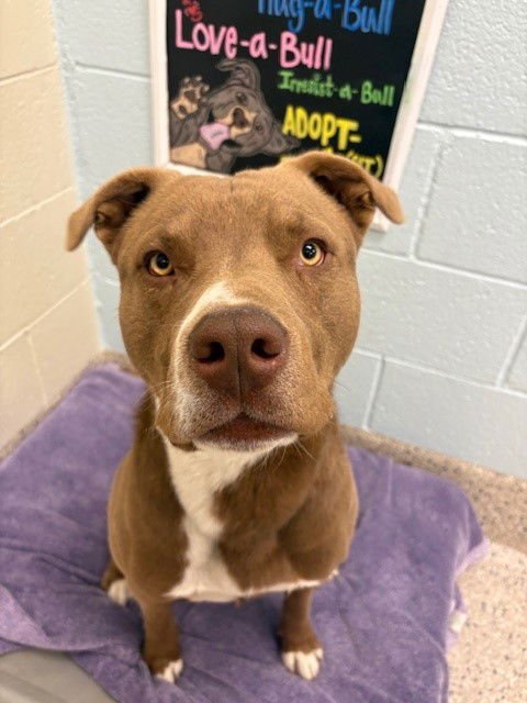 REESE - Pit Bull Terrier available for adoption