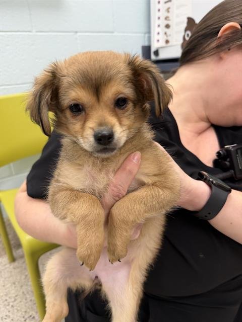 *CHILI - Terrier available for adoption