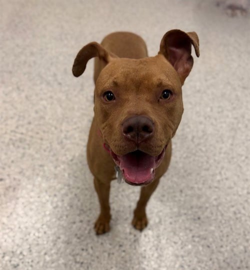 *AMBER - American Pit Bull Terrier available for adoption