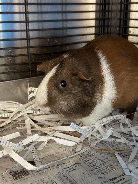 *LATCH - Guinea Pig available for adoption