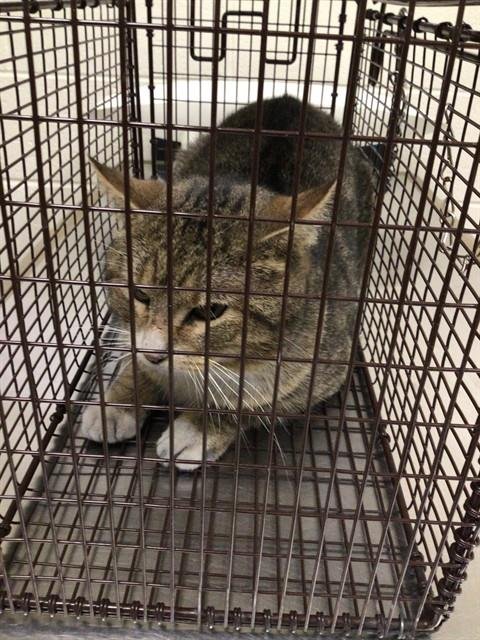 *MOFUSAND - Domestic Short Hair available for adoption