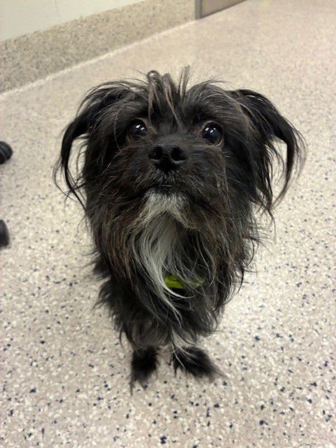 *SWEETTART - Skye Terrier available for adoption