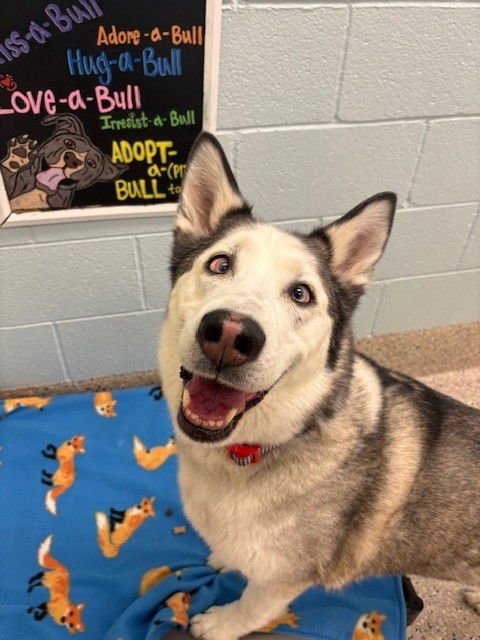 KODA - Siberian Husky available for adoption