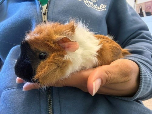 *BANANA - Guinea Pig available for adoption