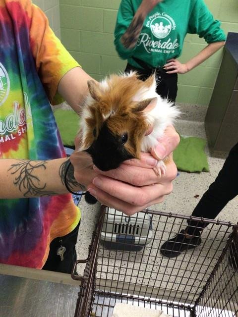 *BANANA - Guinea Pig available for adoption