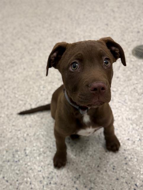 CLIFFORD - Labrador Retriever available for adoption