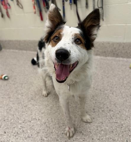 *BOOMER - Border Collie / Australian Cattle Dog/Blue Heeler available for adoption
